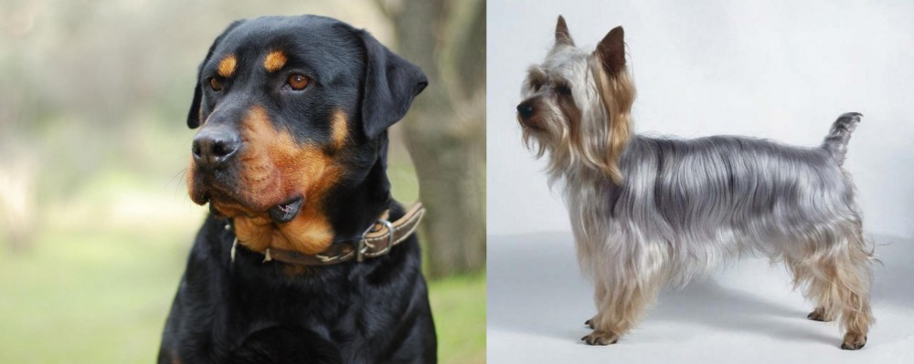 Silky Terrier vs Rottweiler - Breed Comparison