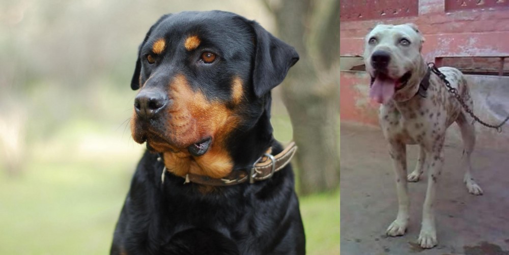 Sindh Mastiff vs Rottweiler - Breed Comparison