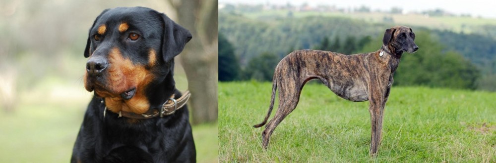 Sloughi vs Rottweiler - Breed Comparison