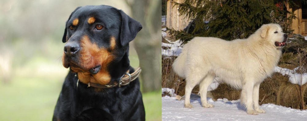 Slovak Cuvac vs Rottweiler - Breed Comparison