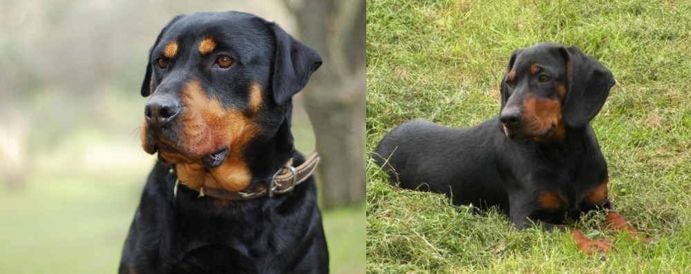 Slovakian Hound vs Rottweiler - Breed Comparison