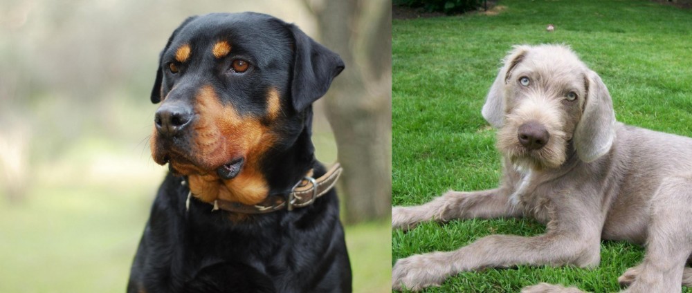 Slovakian Rough Haired Pointer vs Rottweiler - Breed Comparison
