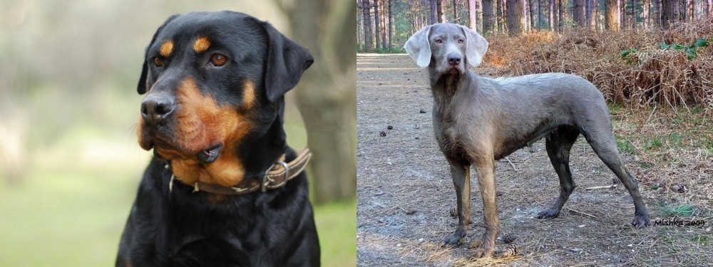 Slovensky Hrubosrsty Stavac vs Rottweiler - Breed Comparison