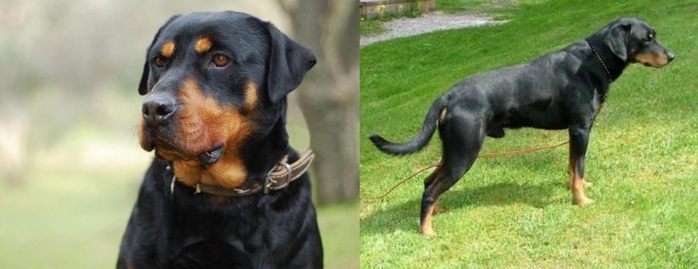 Smalandsstovare vs Rottweiler - Breed Comparison