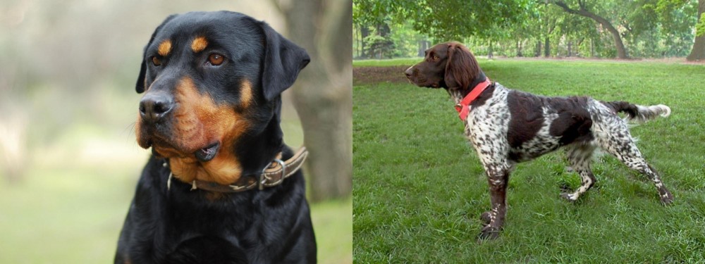 Small Munsterlander vs Rottweiler - Breed Comparison