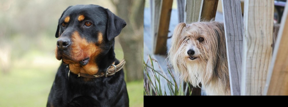 Smithfield vs Rottweiler - Breed Comparison