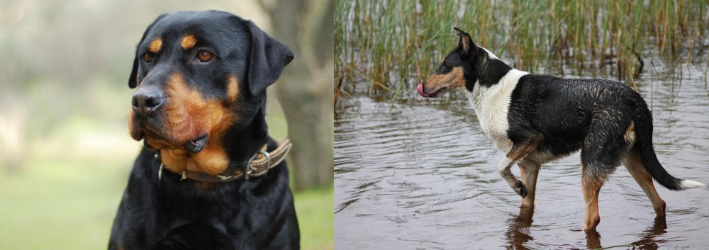 Smooth Collie vs Rottweiler - Breed Comparison