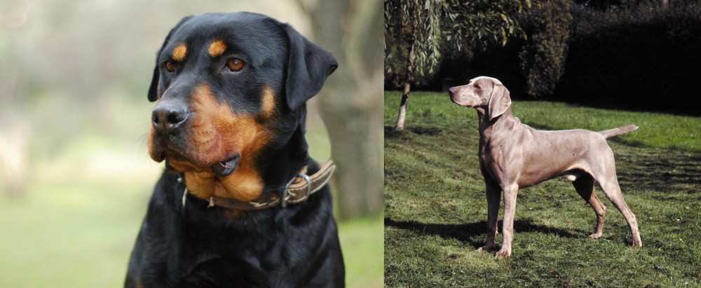 Smooth Haired Weimaraner vs Rottweiler - Breed Comparison