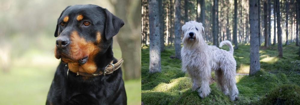 Soft-Coated Wheaten Terrier vs Rottweiler - Breed Comparison