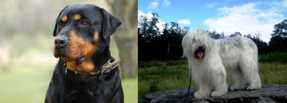 South Russian Ovcharka vs Rottweiler - Breed Comparison