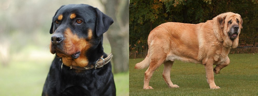 Spanish Mastiff vs Rottweiler - Breed Comparison