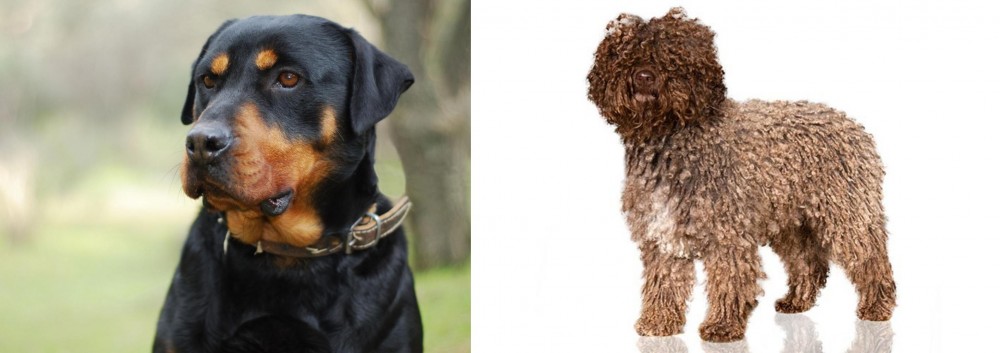 Spanish Water Dog vs Rottweiler - Breed Comparison