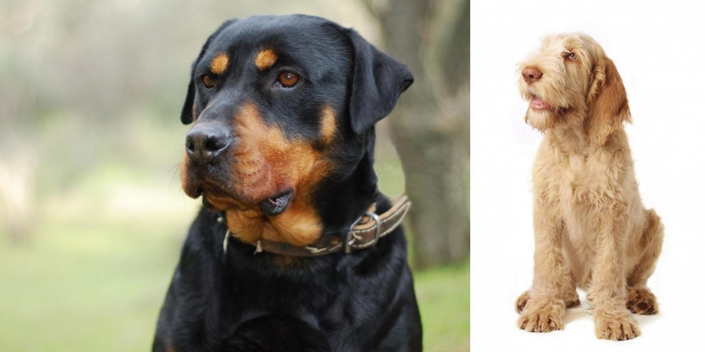 Spinone Italiano vs Rottweiler - Breed Comparison