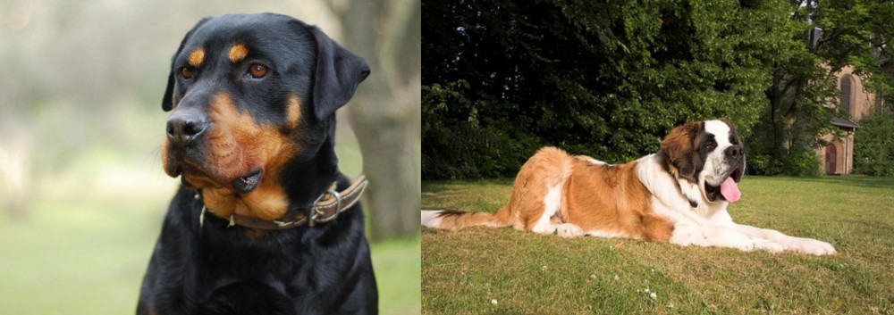 St. Bernard vs Rottweiler - Breed Comparison