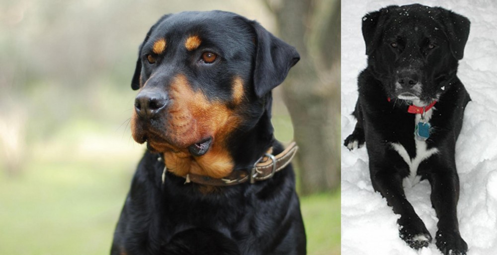 St. John's Water Dog vs Rottweiler - Breed Comparison