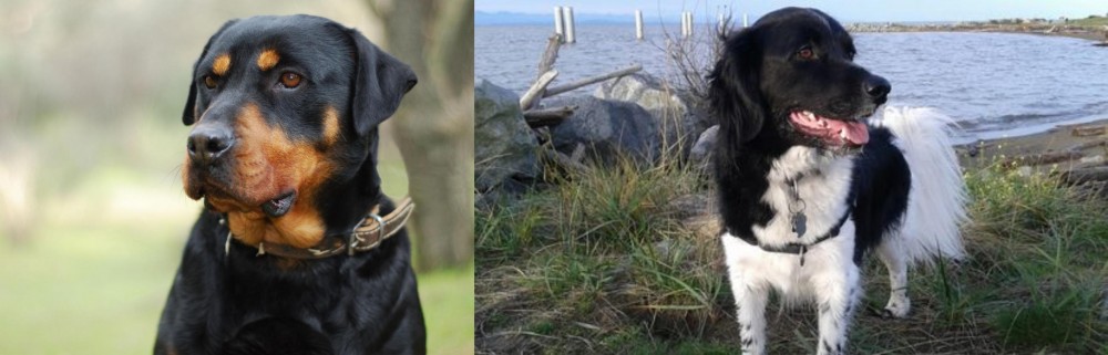 Stabyhoun vs Rottweiler - Breed Comparison