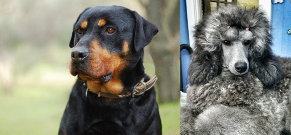 Standard Poodle vs Rottweiler - Breed Comparison
