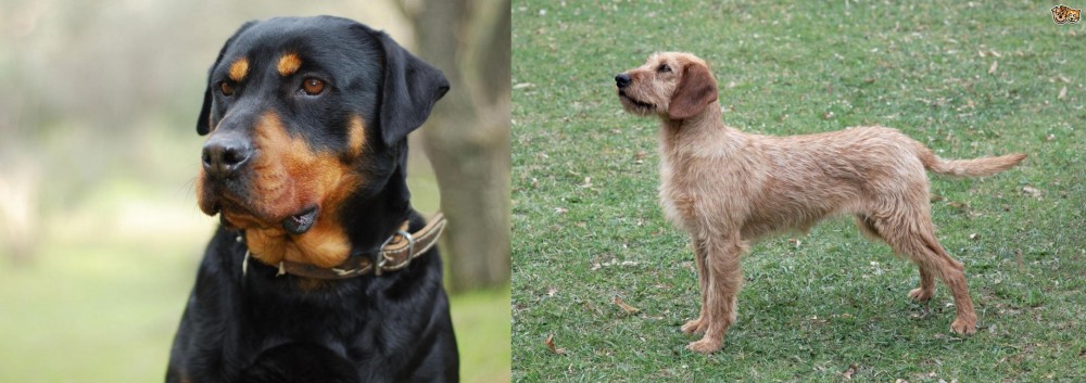Styrian Coarse Haired Hound vs Rottweiler - Breed Comparison