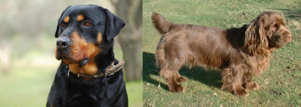 Sussex Spaniel vs Rottweiler - Breed Comparison