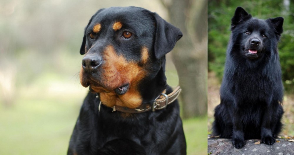Swedish Lapphund vs Rottweiler - Breed Comparison