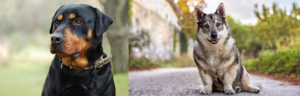 Swedish Vallhund vs Rottweiler - Breed Comparison