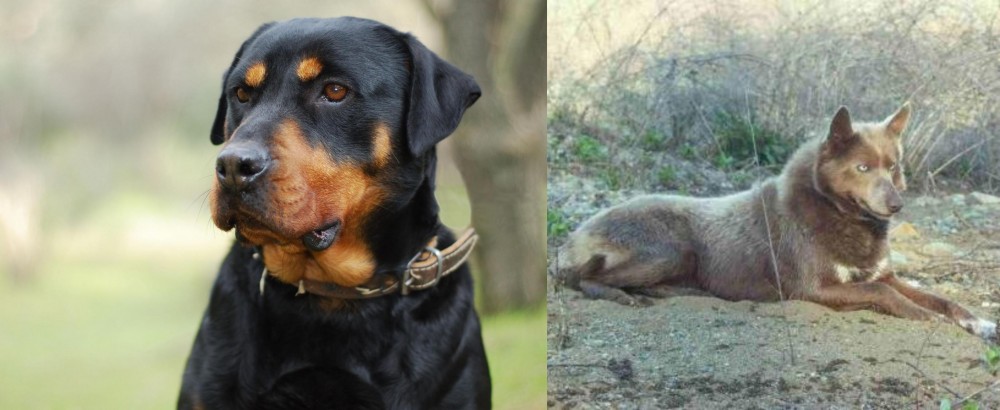 Tahltan Bear Dog vs Rottweiler - Breed Comparison