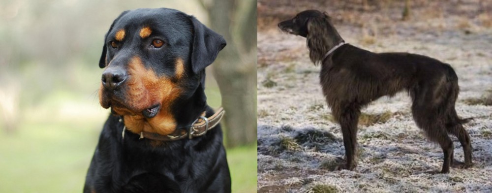 Taigan vs Rottweiler - Breed Comparison