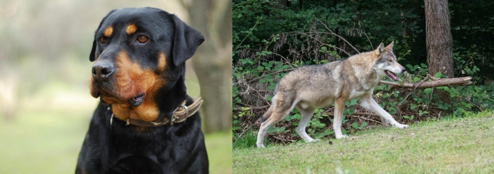 Tamaskan vs Rottweiler - Breed Comparison