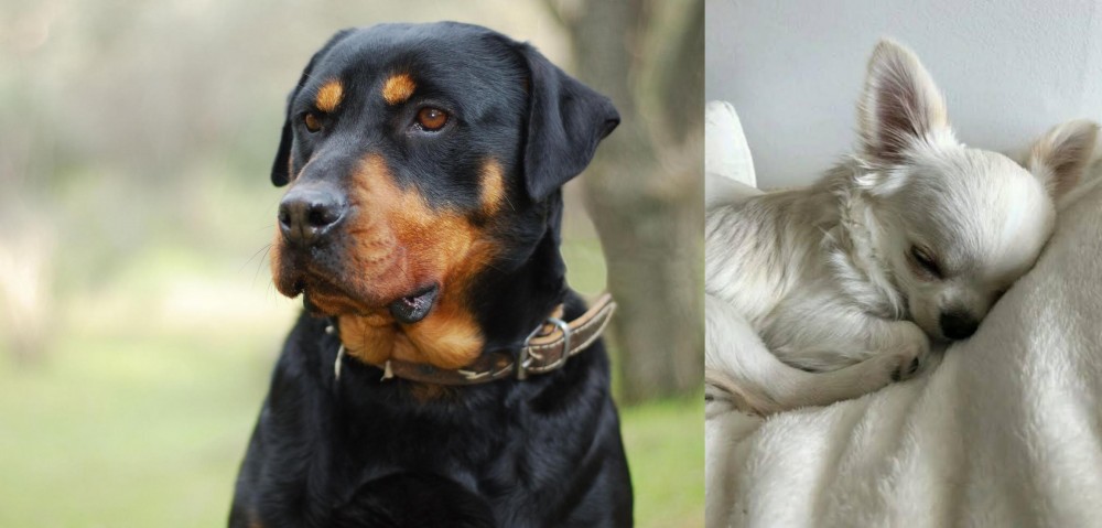 Tea Cup Chihuahua vs Rottweiler - Breed Comparison