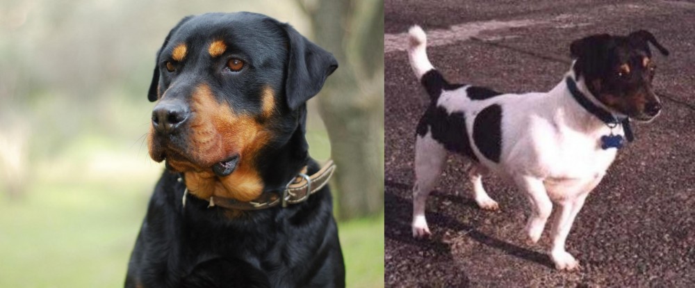 Teddy Roosevelt Terrier vs Rottweiler - Breed Comparison