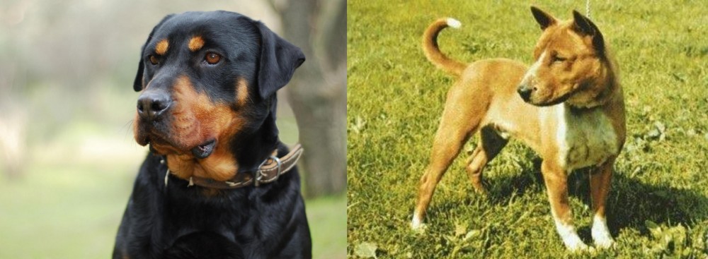 Telomian vs Rottweiler - Breed Comparison