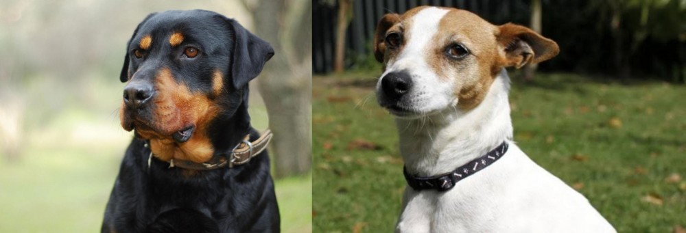 Tenterfield Terrier vs Rottweiler - Breed Comparison
