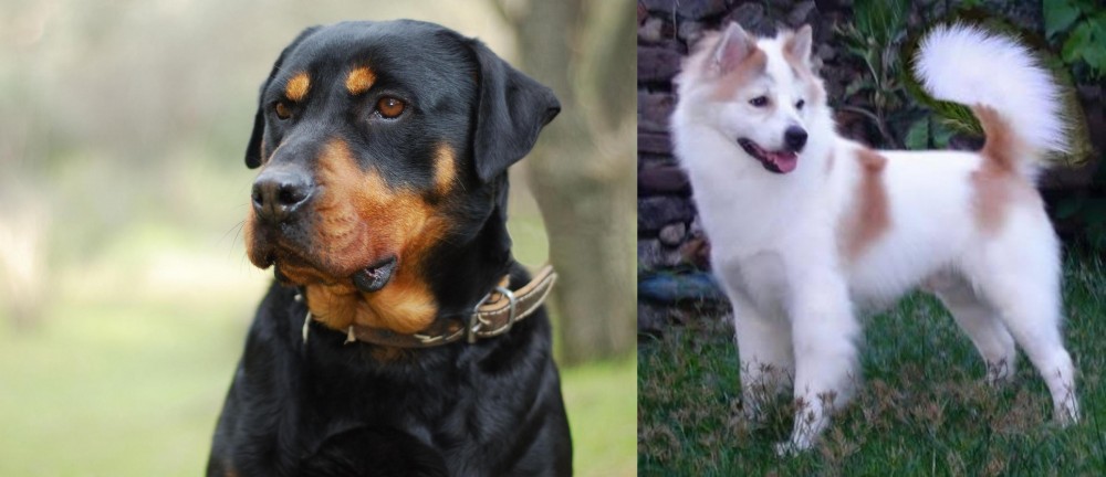 Thai Bangkaew vs Rottweiler - Breed Comparison