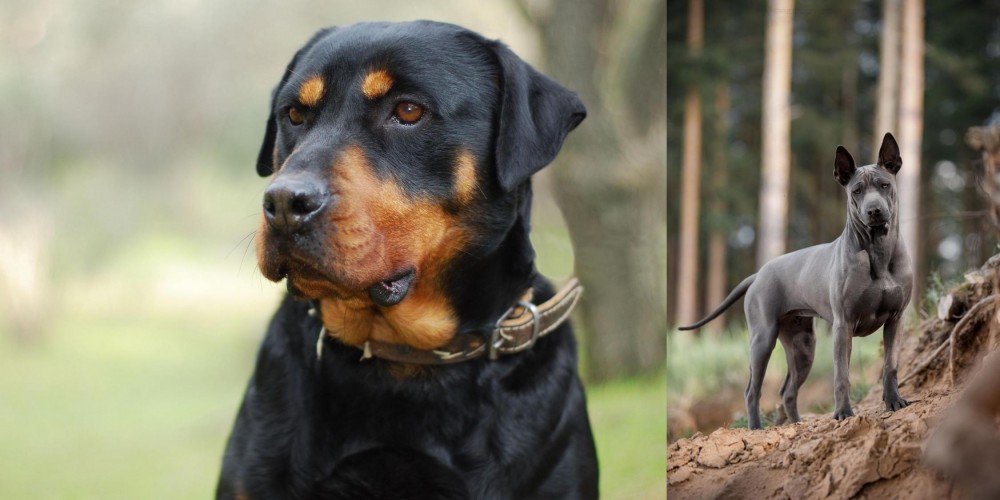 Thai Ridgeback vs Rottweiler - Breed Comparison