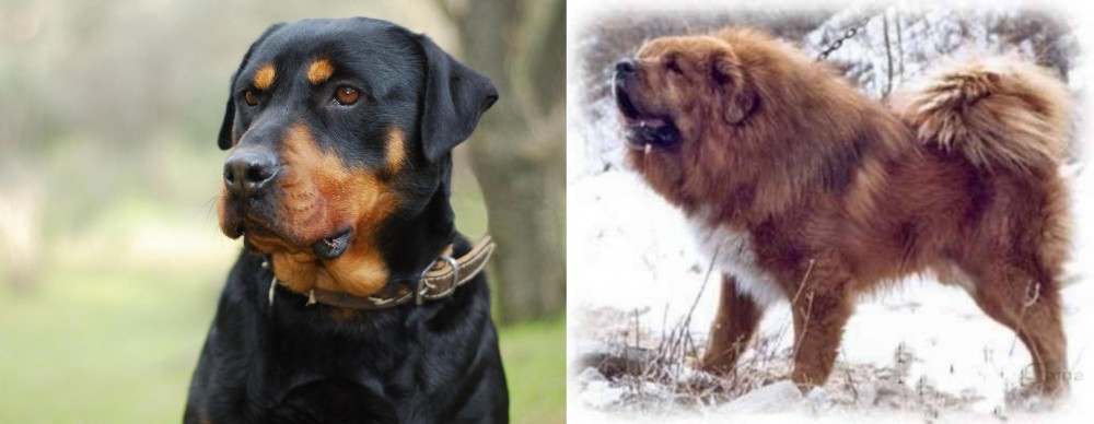 Tibetan Kyi Apso vs Rottweiler - Breed Comparison