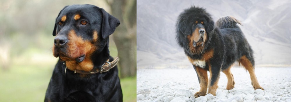 Tibetan Mastiff vs Rottweiler - Breed Comparison