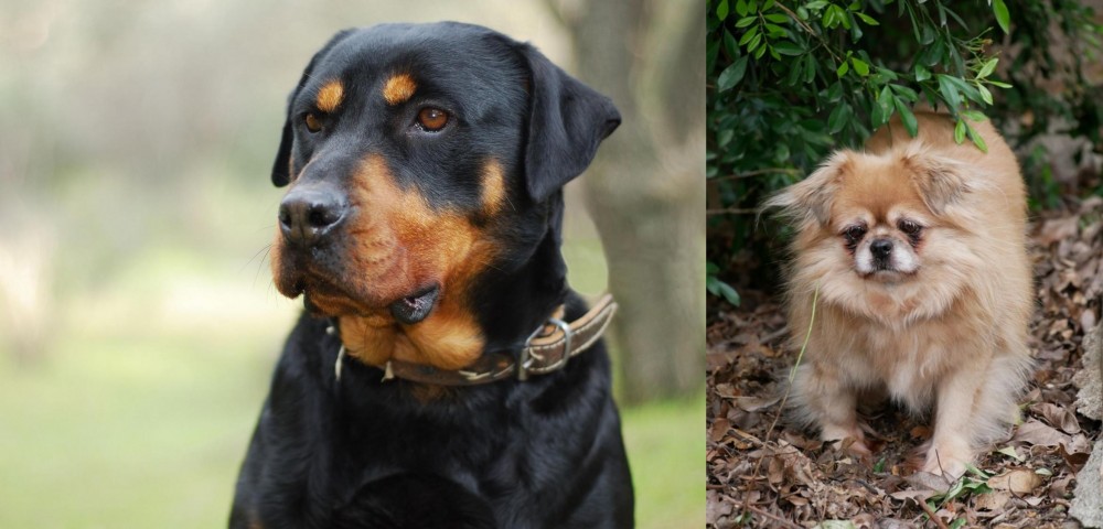 Tibetan Spaniel vs Rottweiler - Breed Comparison