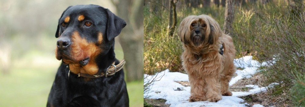 Tibetan Terrier vs Rottweiler - Breed Comparison