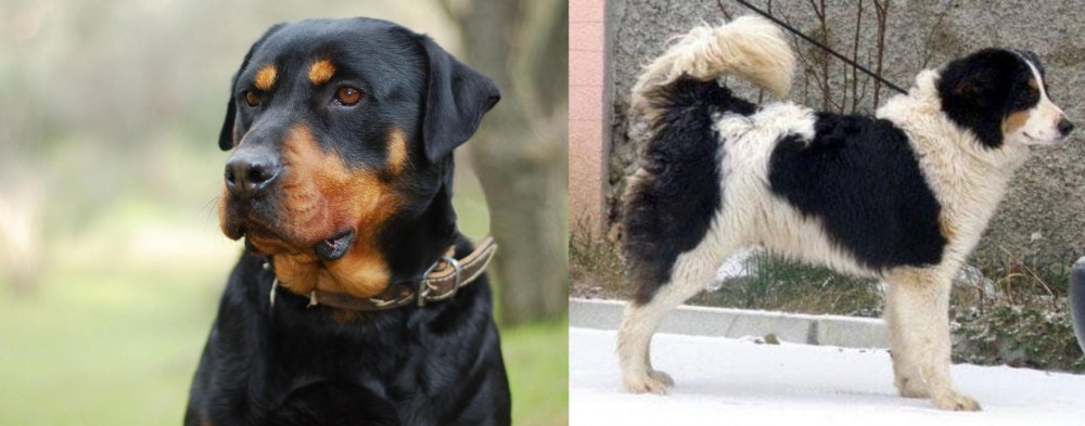 Tornjak vs Rottweiler - Breed Comparison