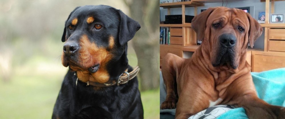 Tosa vs Rottweiler - Breed Comparison