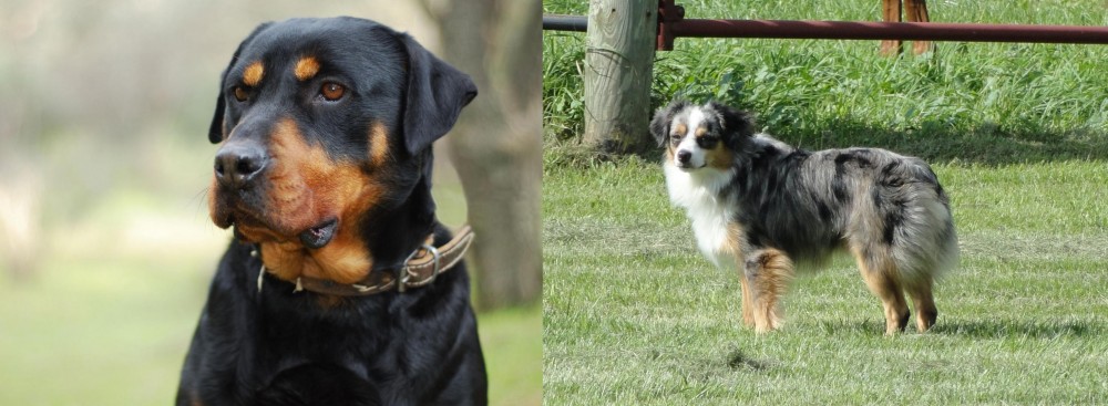 Toy Australian Shepherd vs Rottweiler - Breed Comparison