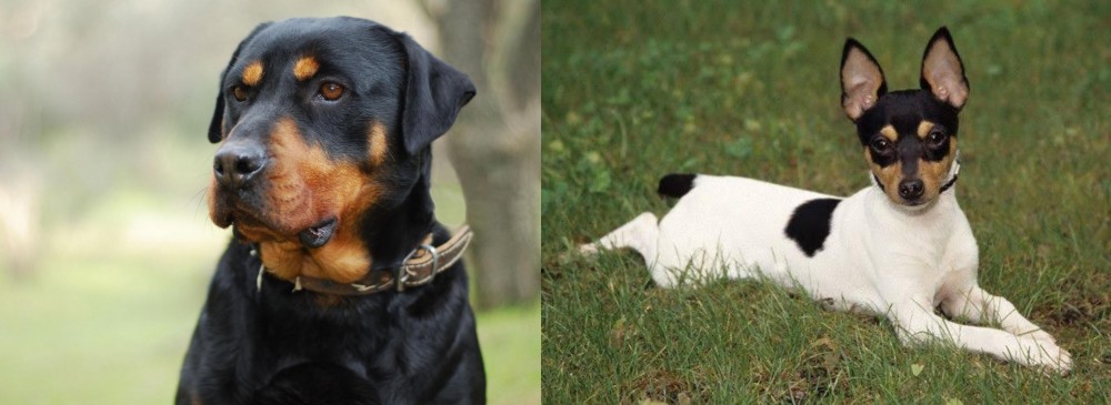Toy Fox Terrier vs Rottweiler - Breed Comparison