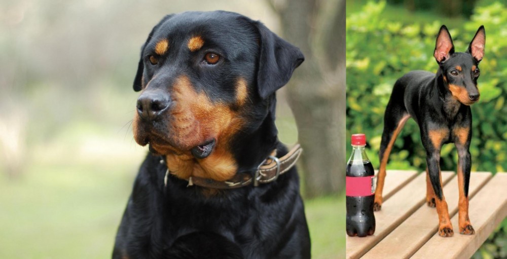 Toy Manchester Terrier vs Rottweiler - Breed Comparison