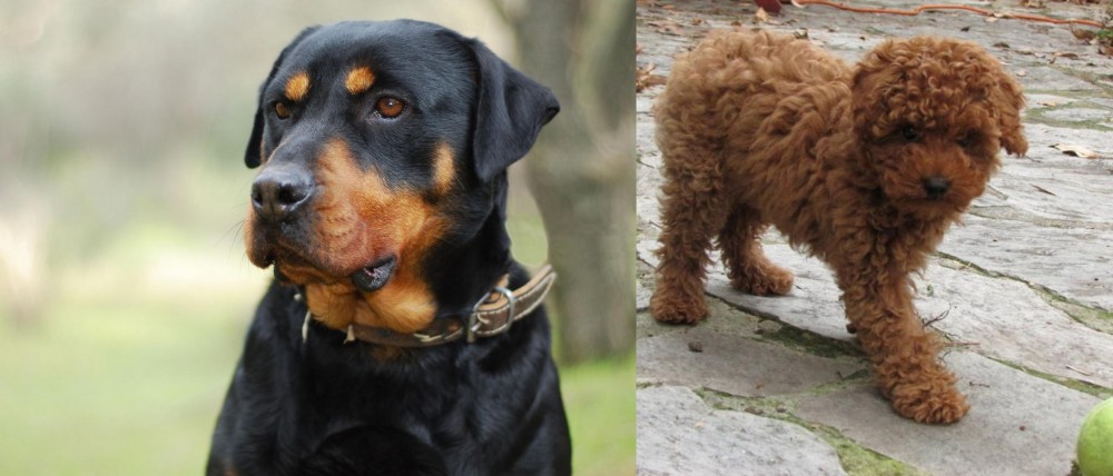 Toy Poodle vs Rottweiler - Breed Comparison