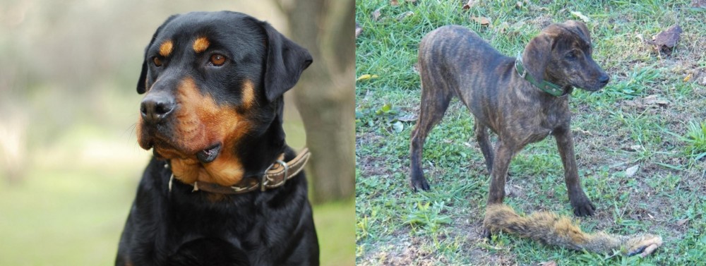Treeing Cur vs Rottweiler - Breed Comparison