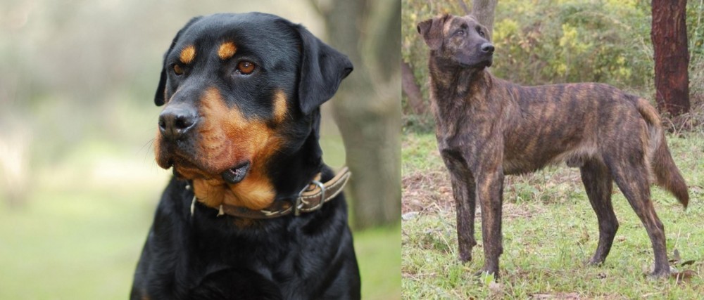 Treeing Tennessee Brindle vs Rottweiler - Breed Comparison