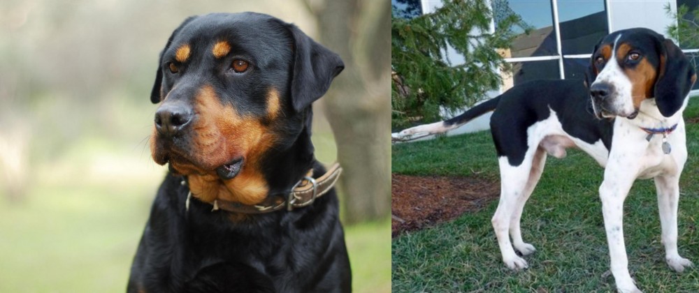 Treeing Walker Coonhound vs Rottweiler - Breed Comparison