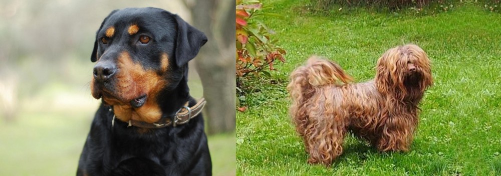 Tsvetnaya Bolonka vs Rottweiler - Breed Comparison