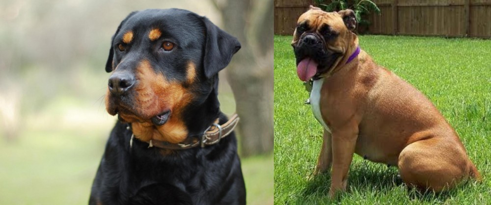 Valley Bulldog vs Rottweiler - Breed Comparison