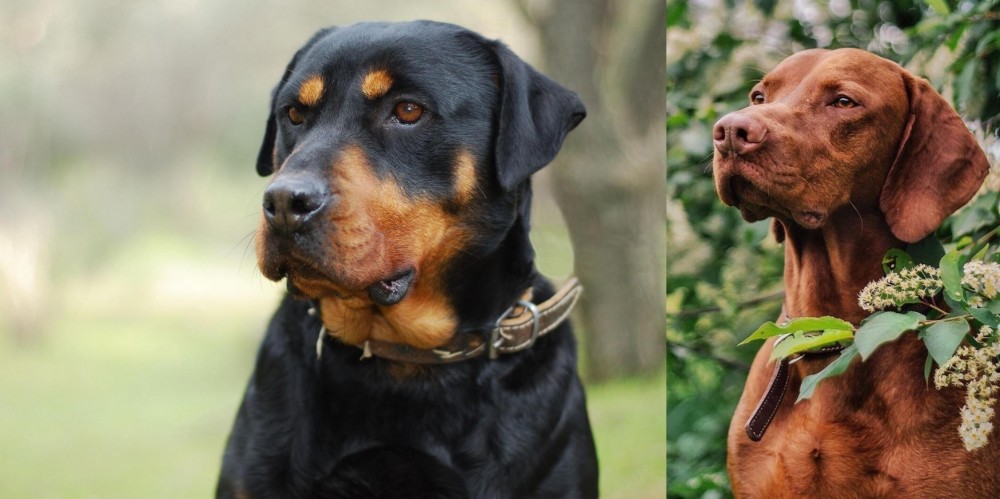 Vizsla vs Rottweiler - Breed Comparison